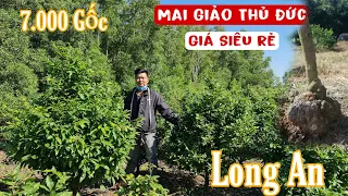 Mai GIẢO THỦ ĐỨC 4 năm tuổi tàng thông giá rẻ bất ngờ tại Long An