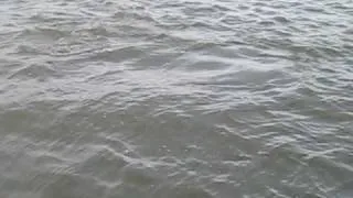 BayWatch Dolphin Tours: Dolphin Spotting on Galveston Harbor