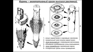 АНАТОМИЯ Лекция 06 Анатомия  растений Корень