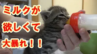 【保護猫】レスキューした子猫㉕今年も１年ありがとうございました