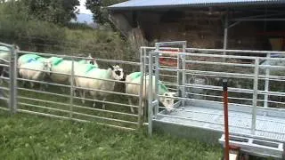 Prevent sheep lameness with new design footbath
