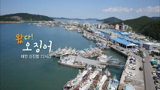 [다큐3일]'왔다!오징어-태안 신진항 72시간' / KBS 20190913 방송