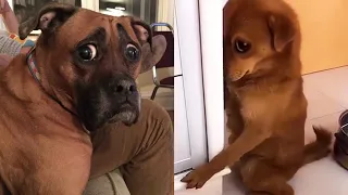 Guilty DOG Face Reaction 🐶😂 Funniest Guilty Dogs Video Compilation