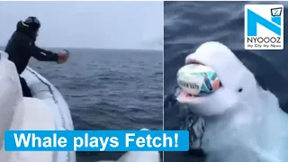 Man plays 'fetch' with Beluga whale , watch adorable video