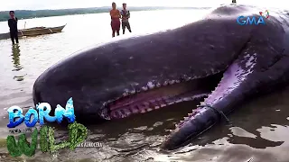 Distressed sperm whale in the coastal area of Masbate | Born to be Wild