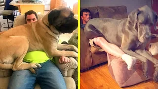 Dogs Who Don’t Understand How BIG They Are And Think They’re Lap Dogs 「 funny photos 」