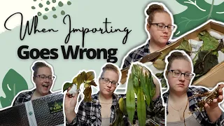 Plant Imports Gone Wrong | Aroid Market Plant Haul | When Imports Get Sanitized | RIP Plants