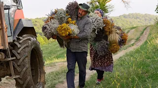 🌿 Collecting and Drying Natural Seasonings