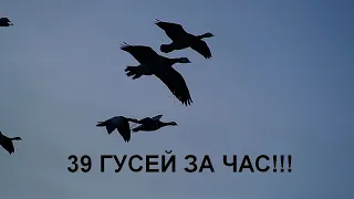 39 ГУСЕЙ ЗА ЧАС! Великолепная охота на гуся! Налеты и выстрелы на ScopeCam2 4K, аналог Shotkam. #1.