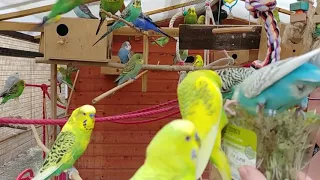 My Budgies Today Special - Best Moments From 2017