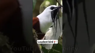 Loudest bird on planet, White Bellbird: Listen to the World's Loudest Bird