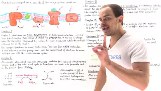 Introduction to Electron Transport Chain