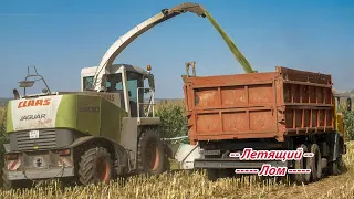 Уборка кукурузы на силос! август 2021! CLAAS Jaguar 850!