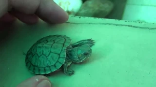 Drowned baby Red Eared Slider Turtle back to live!