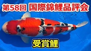 【受賞鯉】ZNA第58回国際錦鯉品評会　2022年11月12-13日