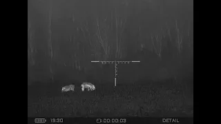 .308Win Hunting DOUBLE TAP - Wild Boar Thermal Hunting