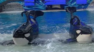 One Ocean(Full Show/Full HD) May 21 2016 - SeaWorld San Diego