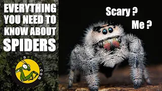 Everything you need to know about Spiders