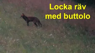 Locka räv med buttolo för rävjakt / Call fox with a buttolo. Fox hunting