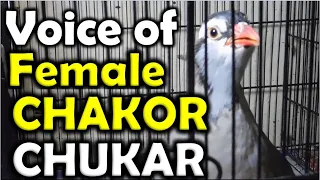 Chakor Mada Voice | The Best Voice of Female Chakor | Mada Chakor ki Awaz | Birds Mentor 🔥 🔥 🔥