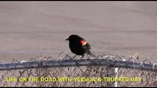 Life On The Road With Yeshua - Trucking Vlog - Mar 22nd - 25th - 2018.mp4