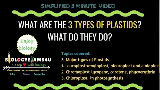 What are the three types of Plastids and what do they do? 3 minute simple video