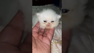 New born cute kittens 15 days old