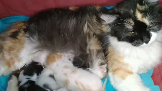 Mother Cat And Her 7 Days Old Kittens