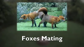 Foxes Mating