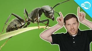 Are Ants Better Communicators Than You?