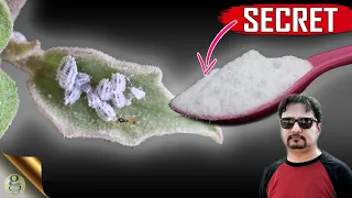 SECRET BAKING SODA HACK || The Most Powerful Organic Pesticide Mixture