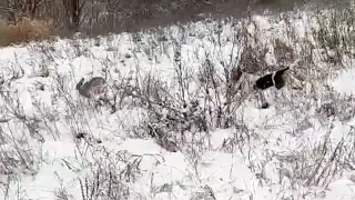 ОХОТА НА ЗАЙЦА С ЭСТОНСКОЙ ГОНЧЕЙ/ПЕРВЫЙ ТРОФЕЙ АЙНЫ