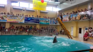 трюки дельфина