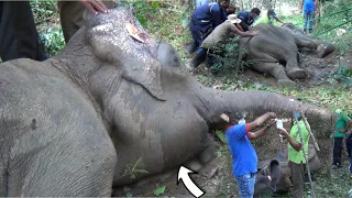 Elephant begging for life with severe wound found helping hand to treat his injury