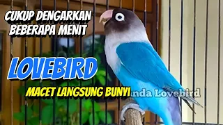 LB Fighter Ngekek Panjang, LOVEBIRD PASTI SUKA, DENGAR BEBERAPA MENIT LB Macet Langsung BUNYI