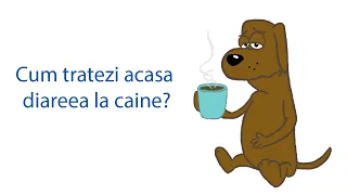 Cum tratezi acasa diareea la caine?