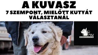 Mielőtt kutyát vennél - A KUVASZ - 7 fontos szempont! DogCast TV
