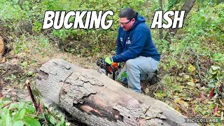 Cleaning up fallen ash tree & processing it into firewood