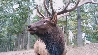 Elk Mating Call