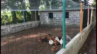 Como Hacer un Gallinero Para Gallinas Ponedoras de 15x6 Metros en 30 Días