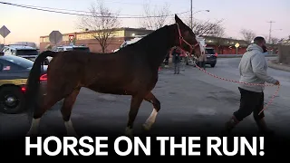 Horse caught galloping on I-95 alongside drivers in Philadelphia