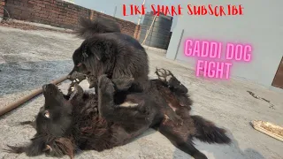 gaddidog fight play#gaddidog #dogsofinstagram #gaddidogfight 9882840008 #latamangeshkar  #subscribe