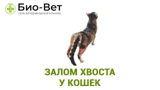 Залом Хвоста у Кошек и Котов // Сеть Ветеринарных Клиник БИО-ВЕТ