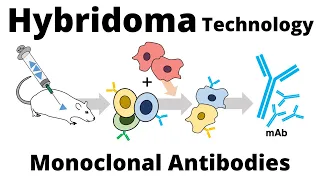 Hybridoma Technology for the Production of Monoclonal Antibodies