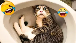 Best Funny Animals 2024😜Funniest Dogs and Cats😿🐶part 2