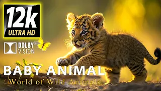 BABY ANIMALS: World of Wild Animals | 12K HDR DOLBY VISION™ (SUPER COLORS)| with Soothing Relaxation