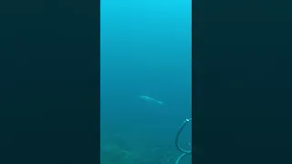 spearfishing barracuda stone shoot #spearfishingphilipines #shortvideo