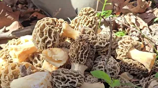 50 nice yellows by a sycamore in southern Indiana on 4/6/24, found 20 more after we ended the video