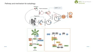 Autophagy Pathway BOC Sciences