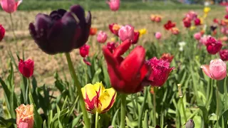 Exploring the Stunning Tulip Field of Ingelheim am Rhein: Tulip Fields Near Frankfurt